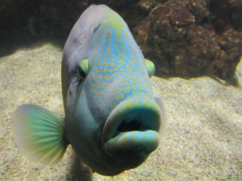 fish with big lips